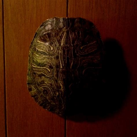 hermes and the tortoise
